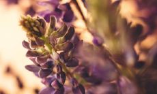 家里养鲁冰花吉利吗 有哪些风水寓意