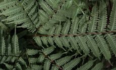 什么人不能养发财树