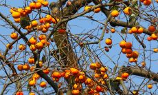 大门左边种柿子树好吗 风水寓意吉利吗