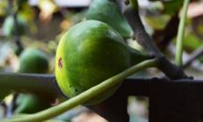 无花果寓意着没有后代是真的吗 象征着什么意义