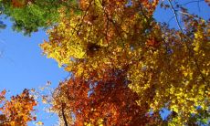 风水属阳的植物有哪些 增加阳气的盆栽