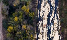 黄杨树是不是镇宅之树 可以种在庭院吗