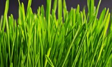 艾草种在院子里哪个位置好 放在家门口风水好吗