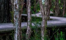 鸭掌木开花是好兆头吗 风水寓意招财吗