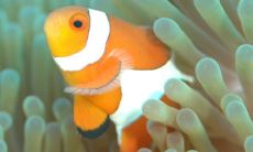 家中养鱼6大风水禁忌及注意事项