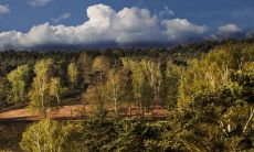 家里臭椿树能不能砍 风水上的讲究怎么样