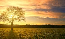 榉树在风水上的说法好不好 能够旺宅镇宅吗