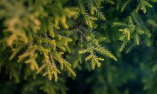 黑槐树的风水作用及寓意