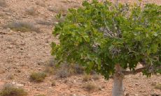 发财树放在进门左边还是右边 最佳摆放位置