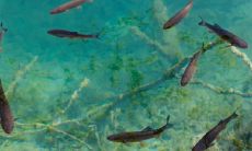 九鱼图风水禁忌有什么讲究