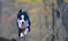 不认识的狗往我身上扑有哪些风水说法