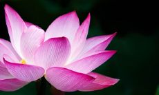 纹身莲花禁忌有哪些