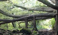 什么树树冠大遮阳好 吉祥遮阴的庭院风水树