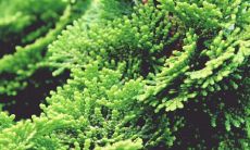 葬礼属相相冲会有怎样的后果