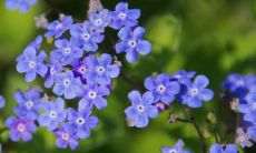 象征平安吉祥的花 寓意好的镇宅旺宅植物