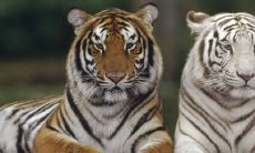 2023年生肖虎到底会不会经历牢狱之灾