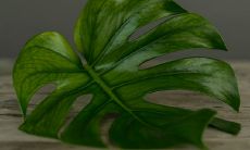 龟背竹有不好的风水说法吗 有哪些寓意作用