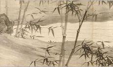 文竹不能随便养为什么 风水是吉是凶