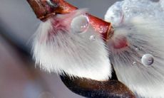 银柳摆放禁忌有哪些 风水讲究是什么