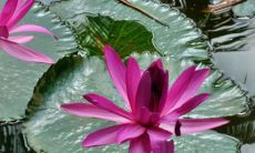 荷花寓意死人吗 有什么风水象征