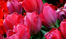 九里香种在家里禁忌需要注意什么