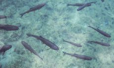 养什么鱼招财镇宅