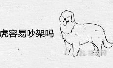 生肖狗和虎容易吵架吗 在一起结婚合适吗