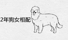 82年狗男和82年狗女相配吗