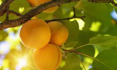 生肖鼠佩戴什么饰品可以让身体更健康