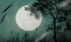 为什么每次到鼠年就有灾 鼠年的说法