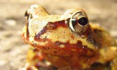 家里的金蟾如何送走