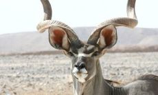 羚羊象征的含义