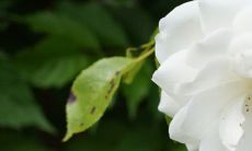 栀子花忌讳有哪些