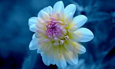 彭英红姓名评分87分