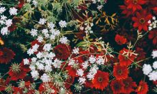 什么花是最好的镇宅花 最旺宅辟邪的植物有哪些