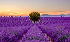 出生于2014年的马人的性格特点 是穷苦命吗