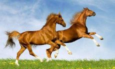 属马人2022年8月运势运程详细解析 生肖马2022年8月运气如何