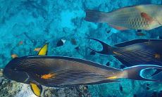 养金鱼要养几条才招财