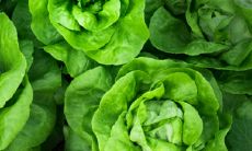 女人佩戴翡翠白菜禁忌 有哪些风水说法