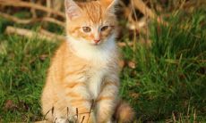 三花猫为什么招财 家里养是吉是凶