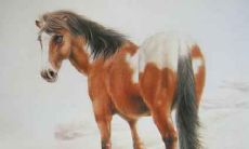 属马人哪月出生命最好 属马几月份出生命运最好