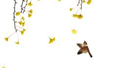 提亲女方要回什么礼物 按照各地风俗决定