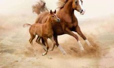 1990年属马的人2021年财运和运气如何