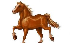 马爸爸和牛宝宝相合吗 属马人生什么属相的孩子比较好