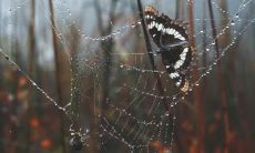 史芳斌姓名评分82分