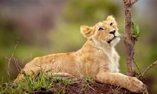 单长丽姓名评分81分