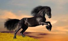 属马人结婚忌讳什么属相 属马不适合结婚的生肖