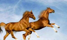 属马和属马的相配吗 两人性格合适吗