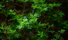 三十六种命格排名 命格分类查询大全