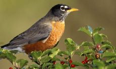 21种上上乘的富贵命八字 戊子日日坐正财一生富足